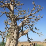 La brousse Baobab